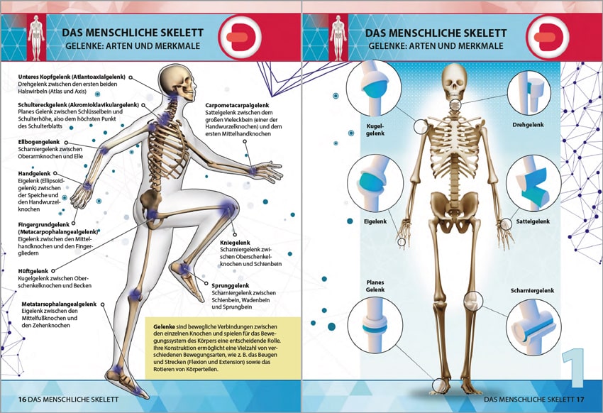 Anatomie 4D - der menschliche Körper