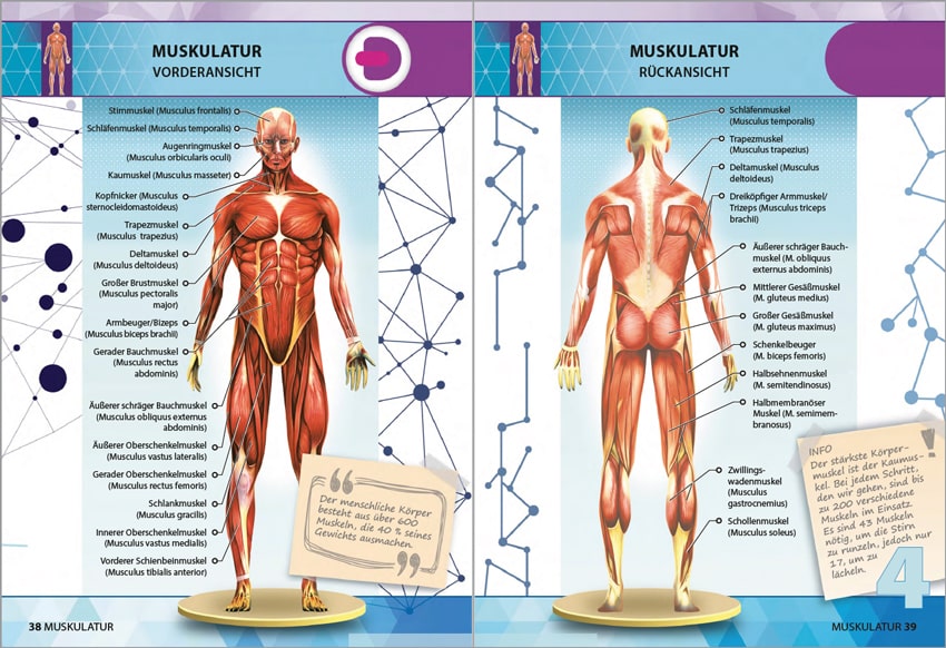 Anatomie 4D - der menschliche Körper