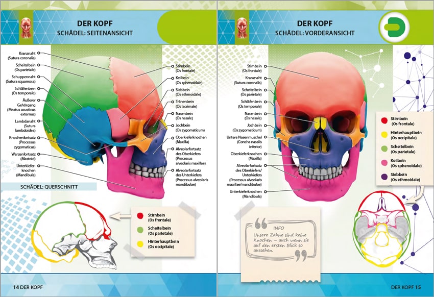 Anatomie 4D - die menschlichen Organe