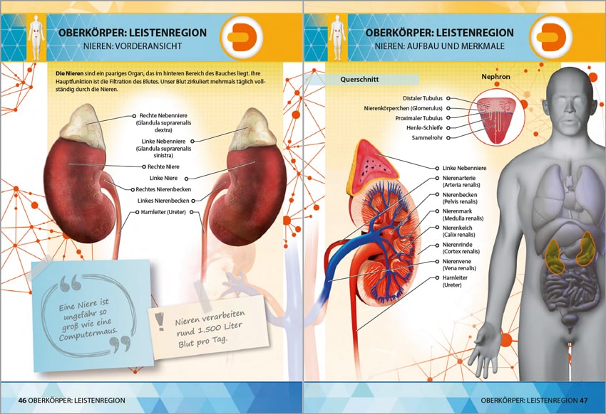 Anatomie 4D - die menschlichen Organe