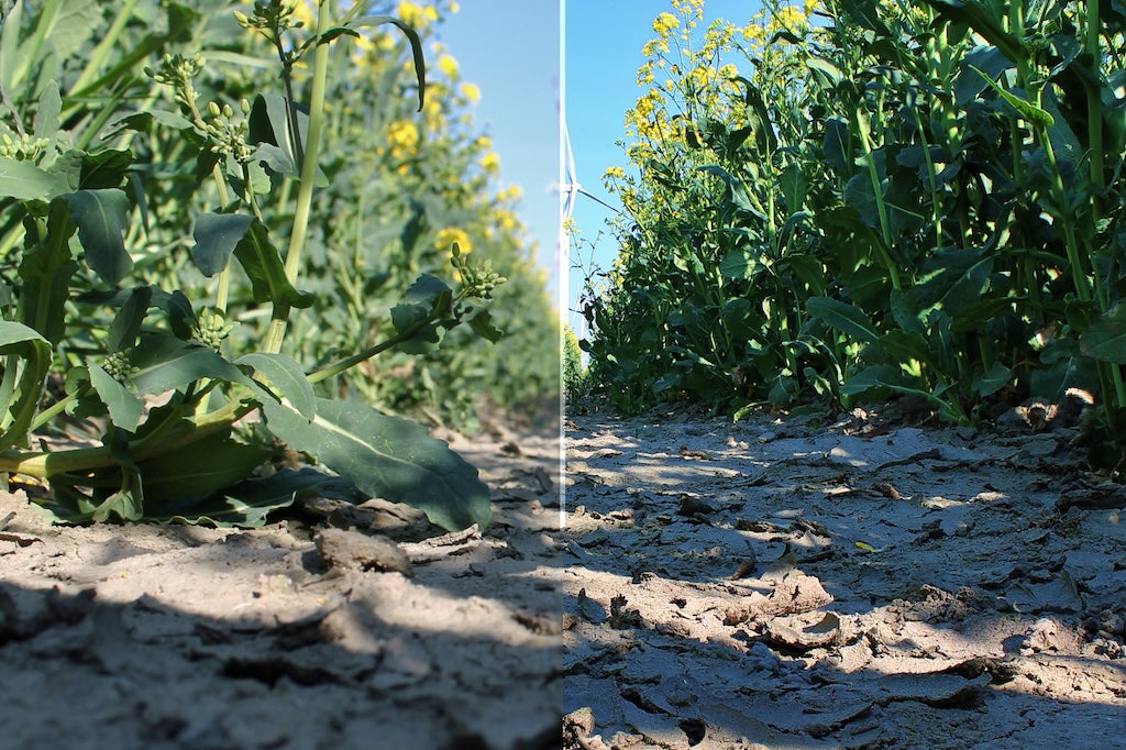 Erleben Sie die Magie des Focus-Stacking 