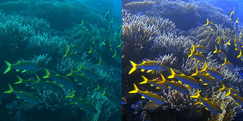 DIVE Video #1 – Unterwasservideos hochwertig bearbeiten